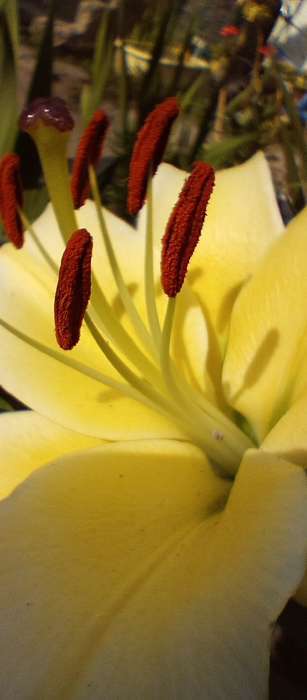 Фотография покупателя товара Лилия Тигровая «Свит Суренде», луковица в пакете с перфорацией, р-р 12/14, 3 шт. - Фото 147