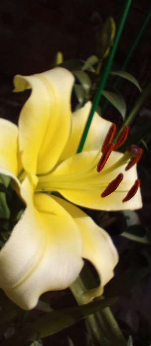 Фотография покупателя товара Лилия Тигровая «Свит Суренде», луковица в пакете с перфорацией, р-р 12/14, 3 шт. - Фото 149