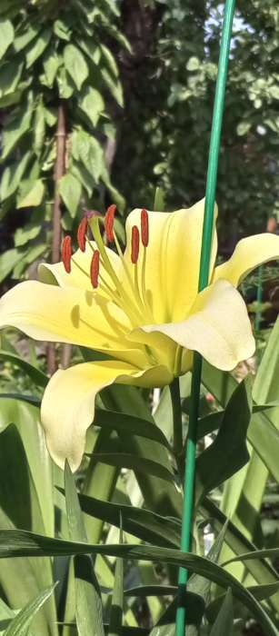 Фотография покупателя товара Лилия Тигровая «Свит Суренде», луковица в пакете с перфорацией, р-р 12/14, 3 шт. - Фото 152