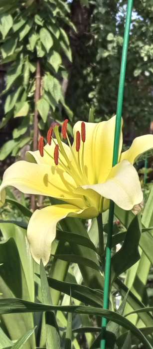 Фотография покупателя товара Лилия Тигровая «Свит Суренде», луковица в пакете с перфорацией, р-р 12/14, 3 шт. - Фото 148