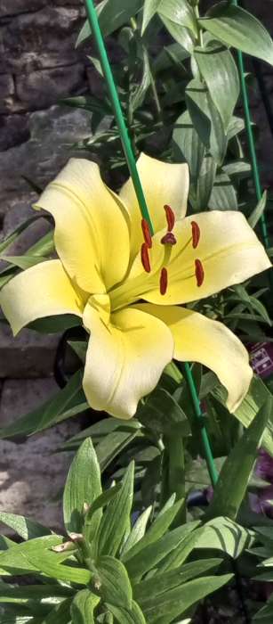 Фотография покупателя товара Лилия Тигровая «Свит Суренде», луковица в пакете с перфорацией, р-р 12/14, 3 шт. - Фото 151