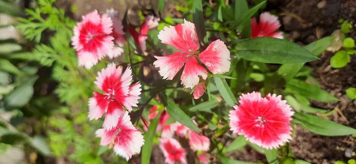 Фотография покупателя товара Семена Цветов Гвоздика межвидовая Чиба Строберри, 5 шт /Hem Genetics - Фото 2