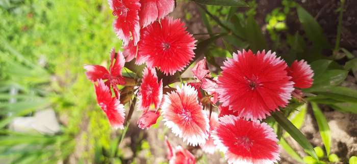 Фотография покупателя товара Семена Цветов Гвоздика межвидовая Чиба Строберри, 5 шт /Hem Genetics - Фото 1