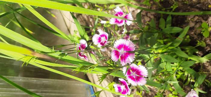 Фотография покупателя товара Семена цветов гвоздика межвидовая чиба «Лилак Пикоти», 5 шт. - Фото 1