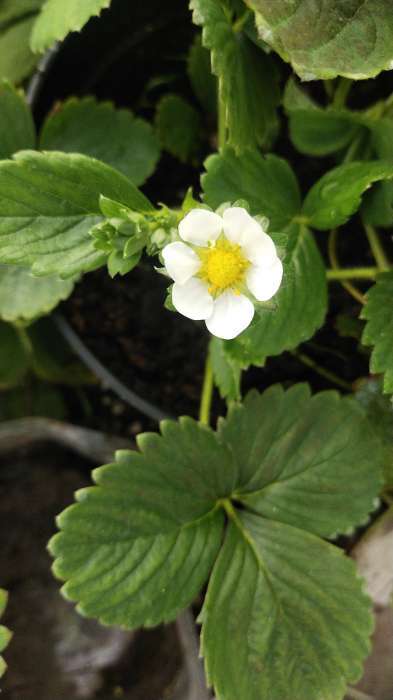 Фотография покупателя товара Семена Земляника «Тоскана», F1, 5 шт., ремонтантная, крупноплодная, «Уральский дачник» - Фото 3