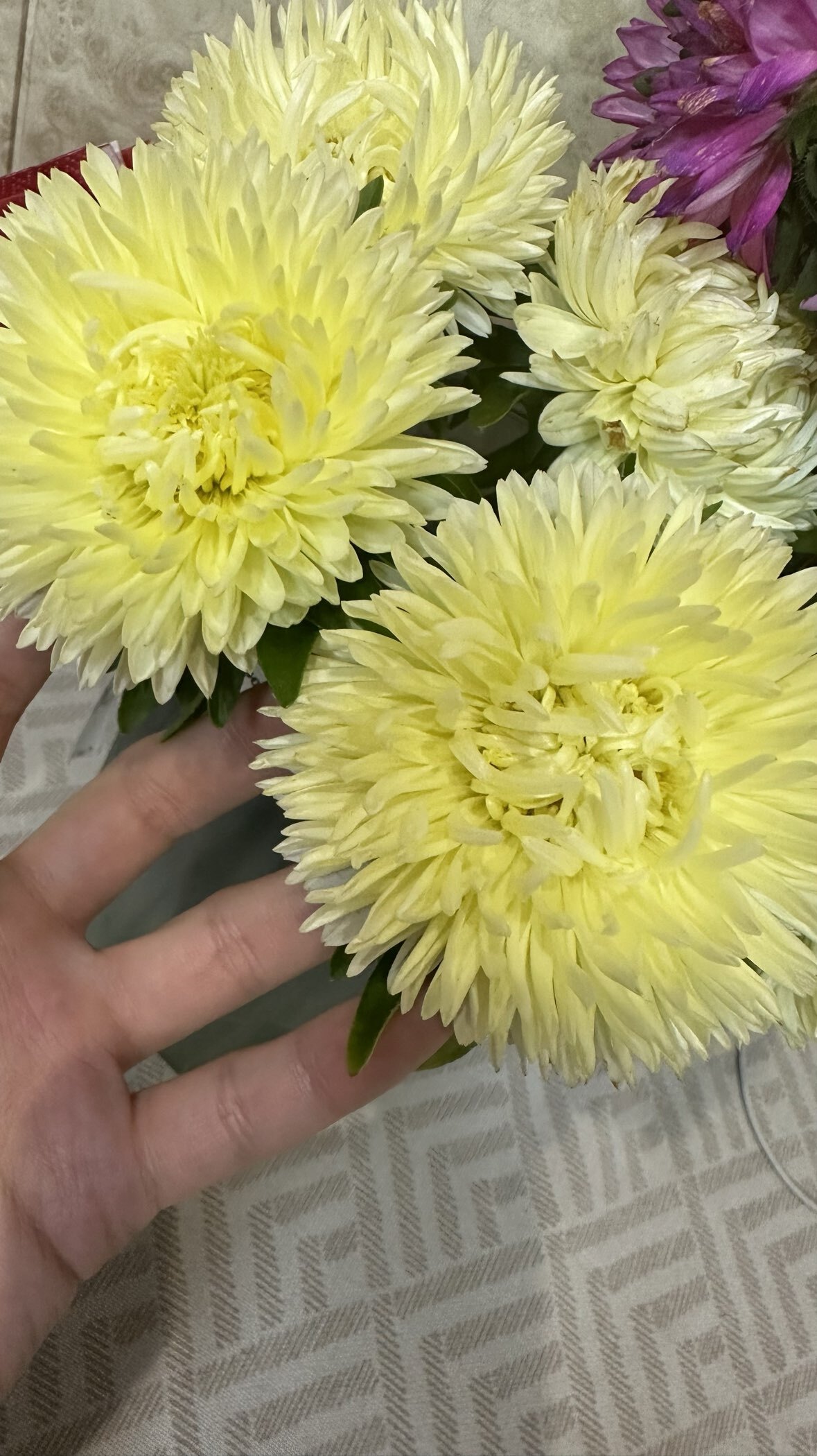 Фотография покупателя товара Семена цветов Астра "Леди Корал желтая", ц/п, однолетняя, серия Эксклюзив, 0,05 г - Фото 8