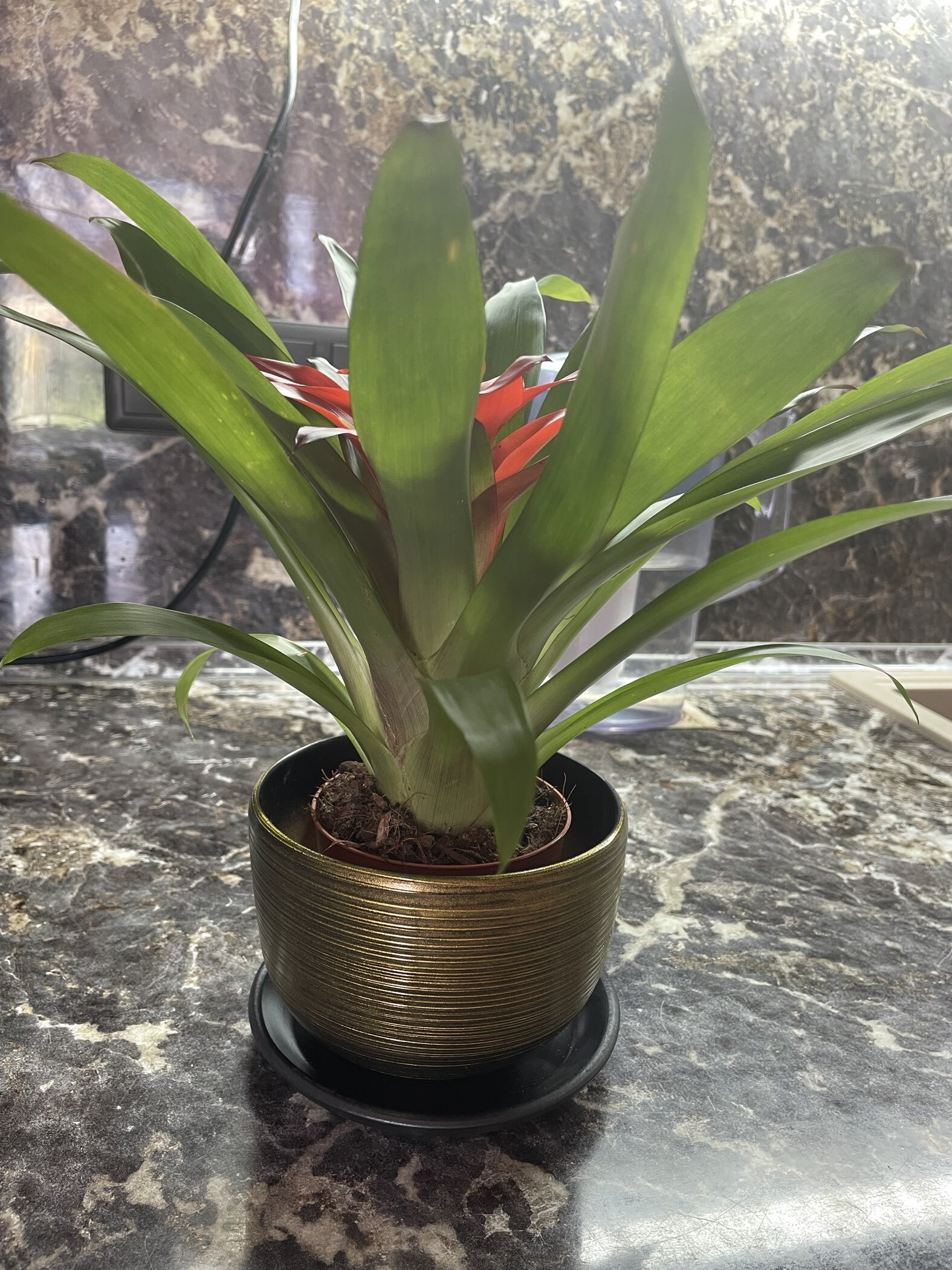 Фотография покупателя товара Горшок для цветов «Изысканность», 4.7 л, d=21.5 см, h=19.5 см, керамический, с поддоном, цвет чёрное золото - Фото 3