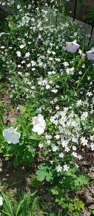 Фотография покупателя товара Семена цветов Гипсофила «Белая», 0.2 г, «Сембат» - Фото 1