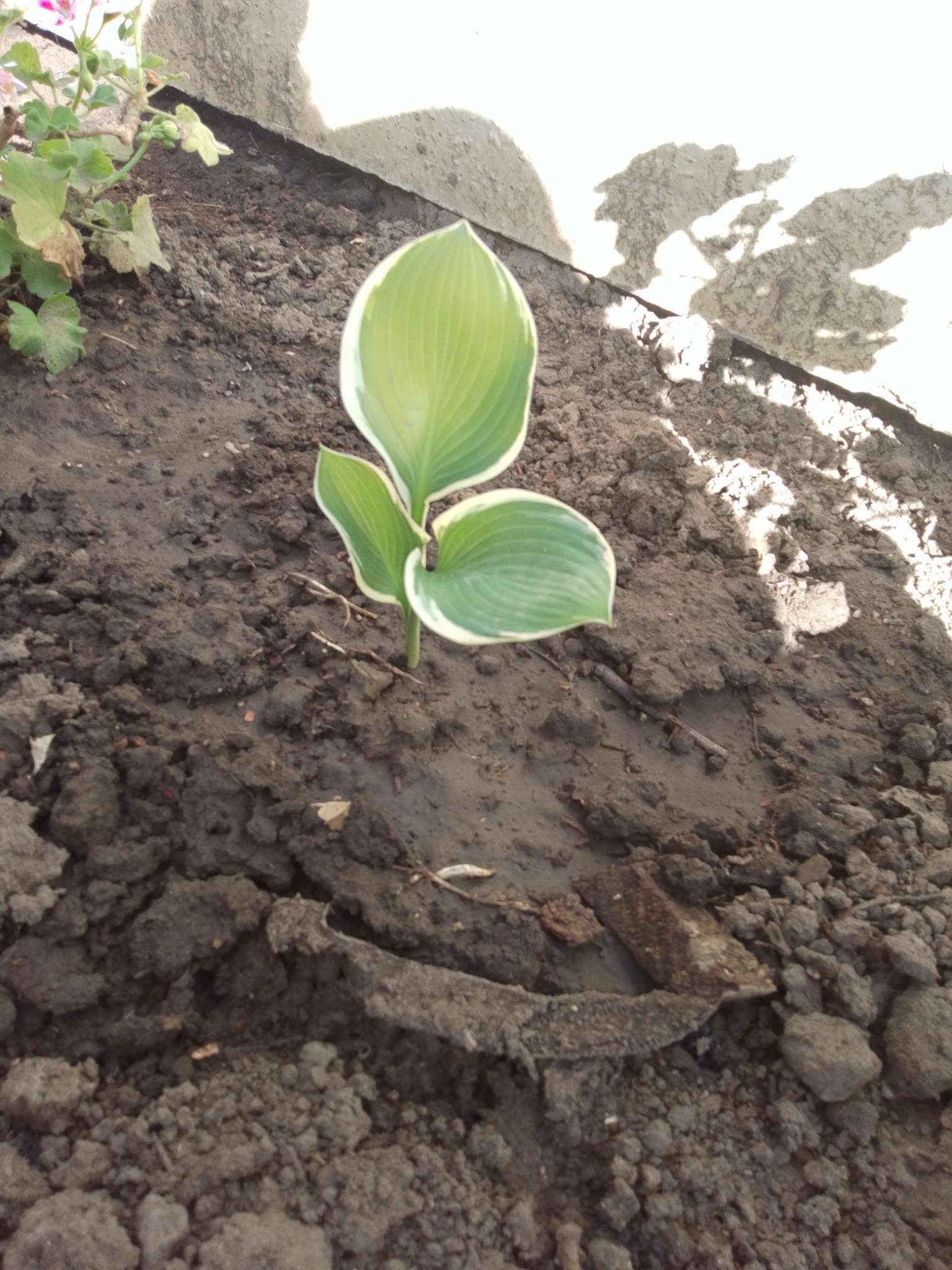 Фотография покупателя товара Хоста «Патриот», корневище в пакете с торфогрунтом, р-р I, 1 шт. - Фото 57