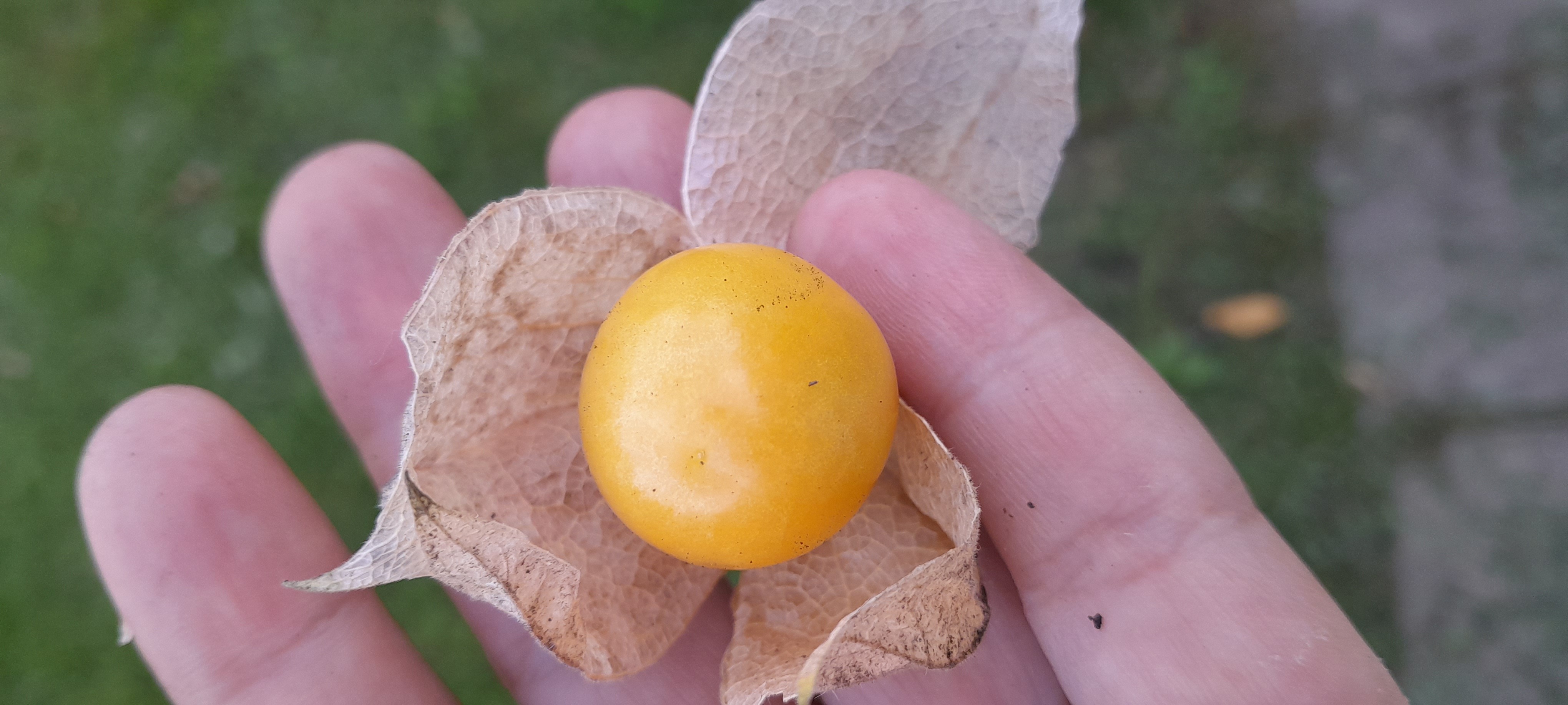Фотография покупателя товара Семена Физалис "Оранжевая россыпь", 0,2 г - Фото 3
