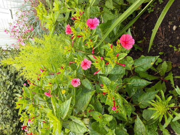 Фотография покупателя товара Семена цветов Мирабилис «Ночная красавица», 1 г, «Агросидстрейд» - Фото 2