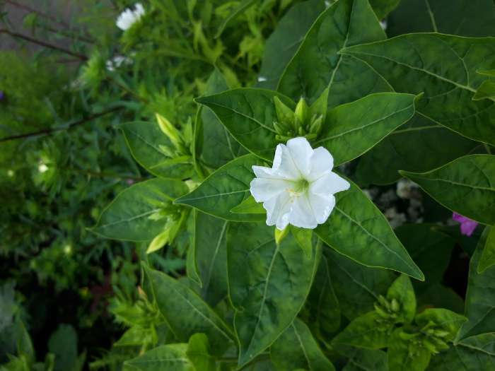 Фотография покупателя товара Семена цветов Мирабилис «Ночная красавица», 1 г, «Агросидстрейд» - Фото 3