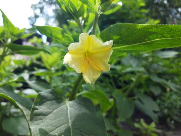 Фотография покупателя товара Семена цветов Мирабилис «Ночная красавица», 1 г, «Агросидстрейд» - Фото 4