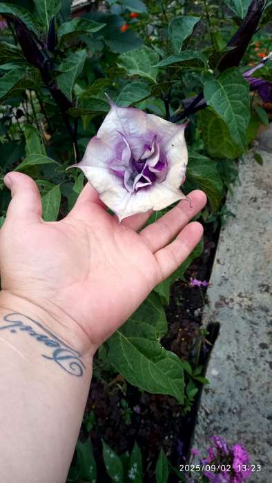 Фотография покупателя товара Семена цветов Датура «Балерина Парпл Метельчатая», 0.05 г, «УРОЖАЙ УДАЧИ» - Фото 1