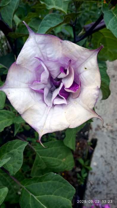 Фотография покупателя товара Семена цветов Датура «Балерина Парпл Метельчатая», 0.05 г, «УРОЖАЙ УДАЧИ» - Фото 2