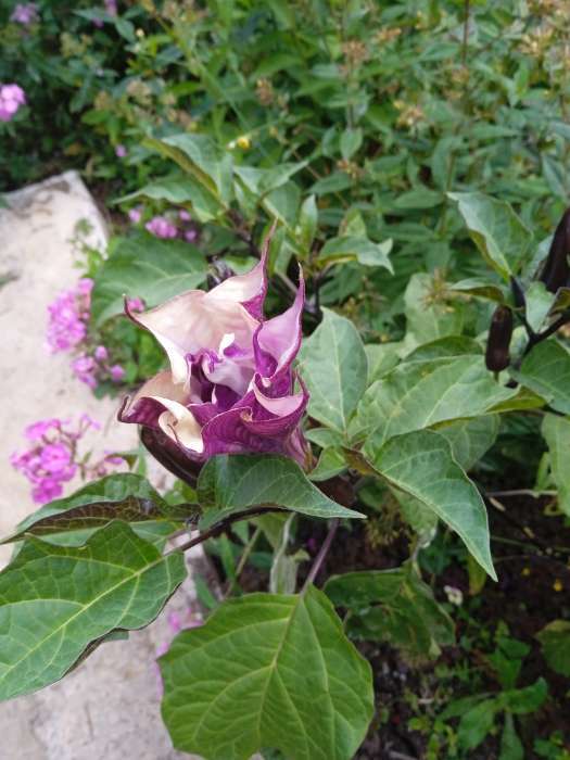 Фотография покупателя товара Семена цветов Датура «Балерина Парпл Метельчатая», 0.05 г, «УРОЖАЙ УДАЧИ» - Фото 3