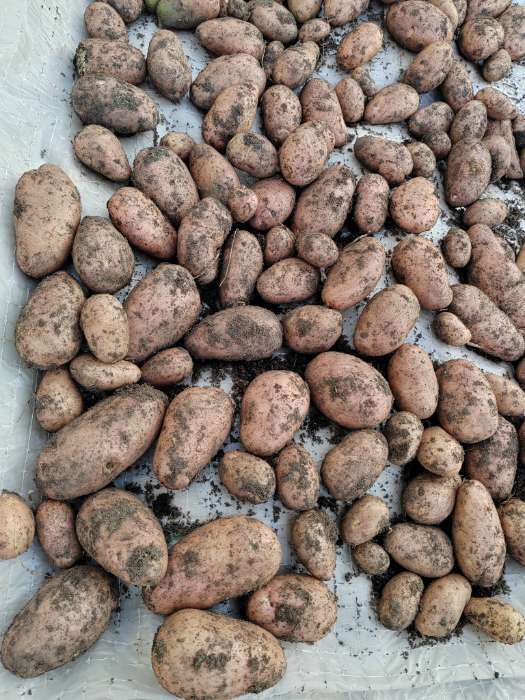 Фотография покупателя товара Семенной картофель "Юбиляр", желтая мякоть, разбор 28/55, среднеранний, Весна 2026 - Фото 6