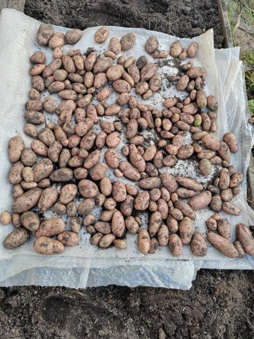 Фотография покупателя товара Семенной картофель "Юбиляр", желтая мякоть, разбор 28/55, среднеранний, Весна 2026 - Фото 5