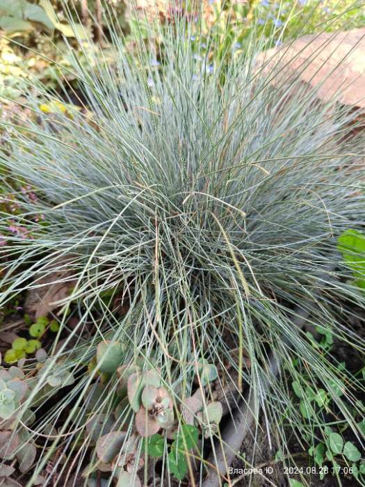 Фотография покупателя товара Семена цветов Овсяница "Синичка", ц/п,  декоративная , 0,1 г - Фото 1