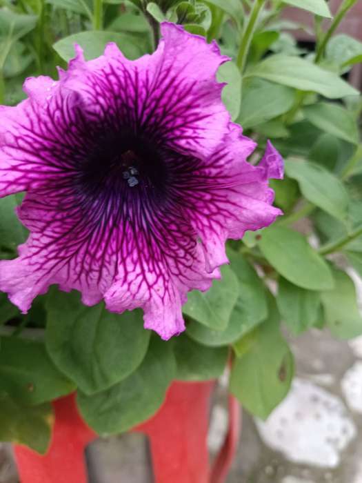 Фотография покупателя товара Семена цветов Петуния «Штрихи к портрету», О, 10 шт. - Фото 6