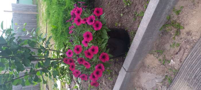 Фотография покупателя товара Семена цветов Петуния ампельная F1 "Шок Вейв Дип Парпл" 5 шт - Фото 11