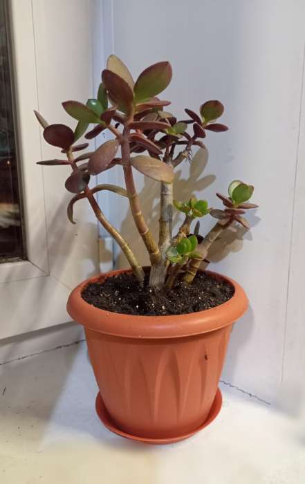 Фотография покупателя товара Горшок для цветов с поддоном «Алиция», 1 л, пластиковый, терракотовый - Фото 1