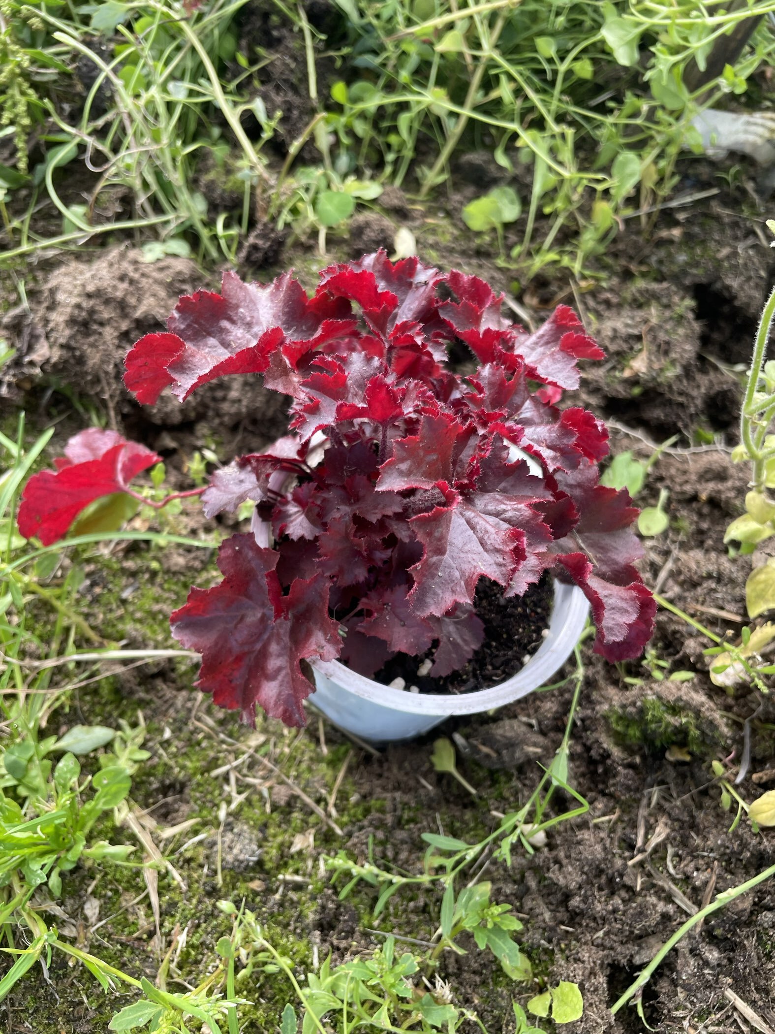 Фотография покупателя товара Семена цветов Гейхера гибридная «Тающий Огонь», многолетник, 5 шт. - Фото 1