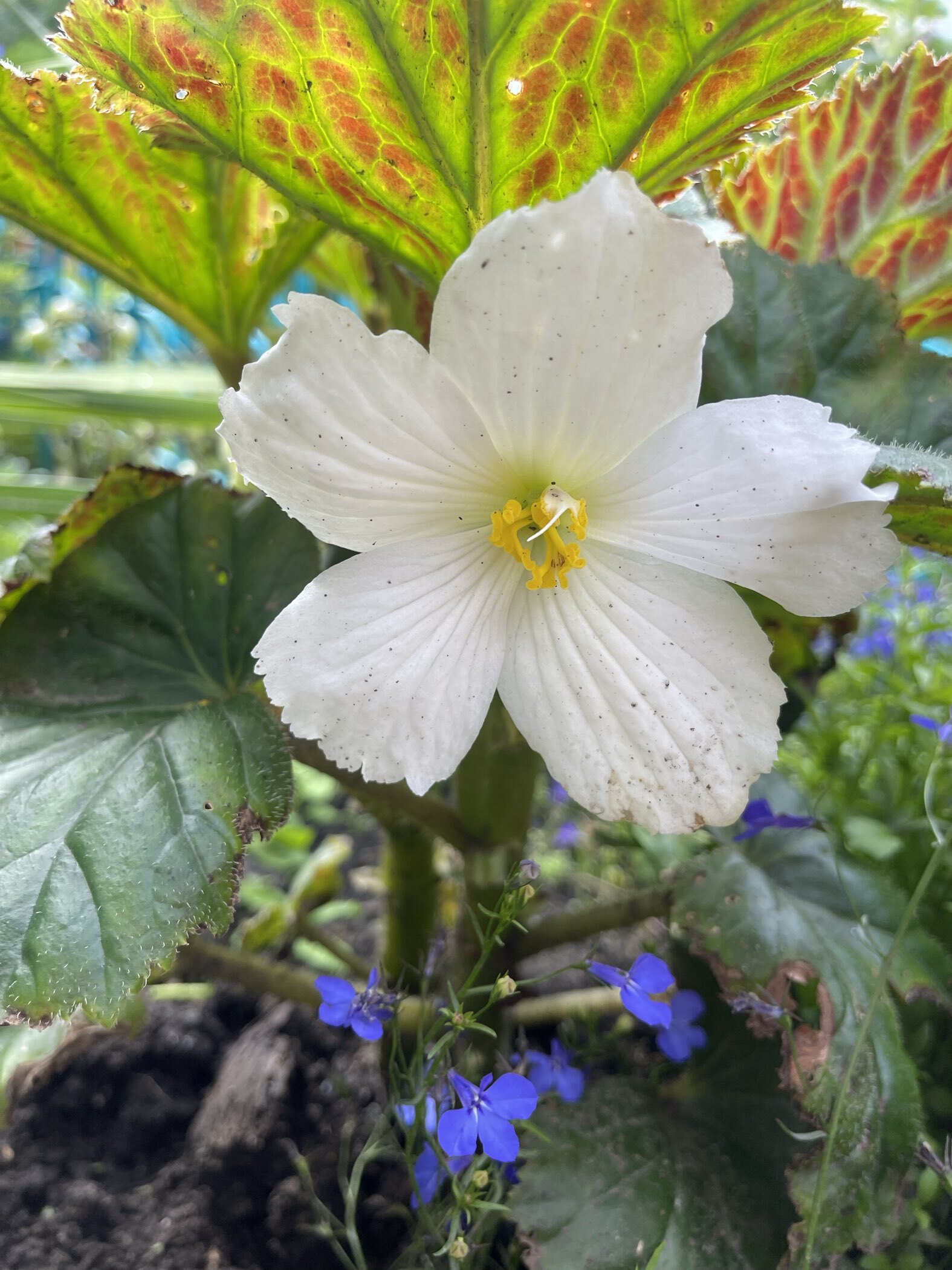 Фотография покупателя товара Бегония бахромчатая Вайт, р-р 4/5, 2 шт, Весна 2024 - Фото 1