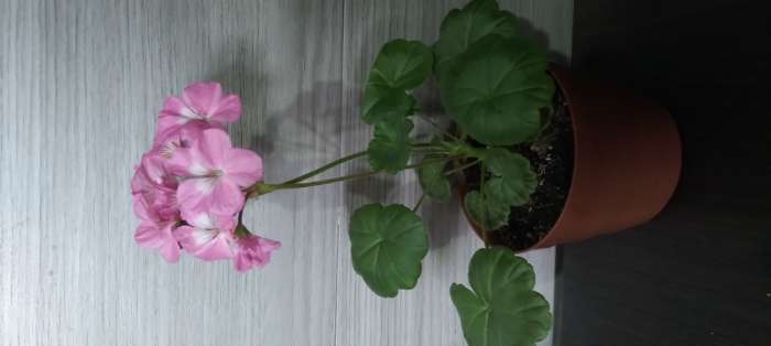 Фотография покупателя товара Семена цветов Пеларгония "Стелла", розовая с коричневым листом, F1, 4 шт - Фото 5