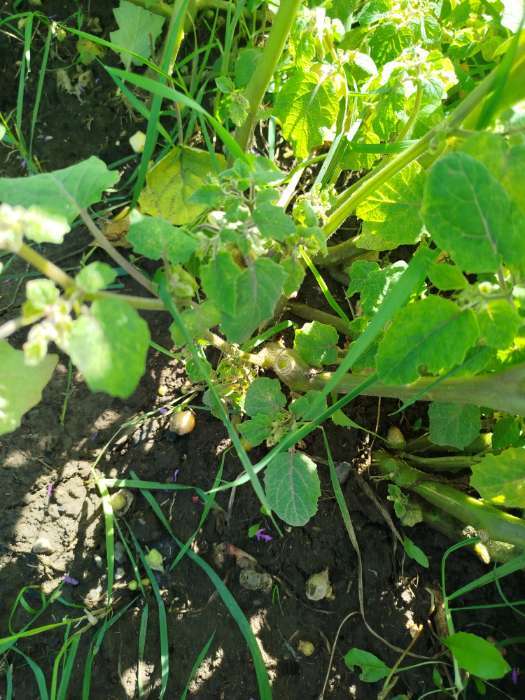 Фотография покупателя товара Семена Физалис "Граунд Черри", ц/п,  0,2 гр. - Фото 4