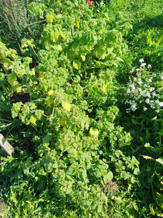 Фотография покупателя товара Семена Физалис "Граунд Черри", ц/п,  0,2 гр. - Фото 3