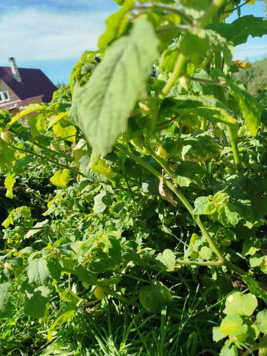 Фотография покупателя товара Семена Физалис "Граунд Черри", ц/п,  0,2 гр. - Фото 1