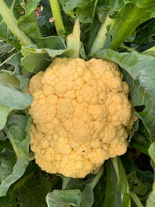 Фотография покупателя товара Семена Капуста цветная "Флейм Стар", 10 шт. - Фото 2