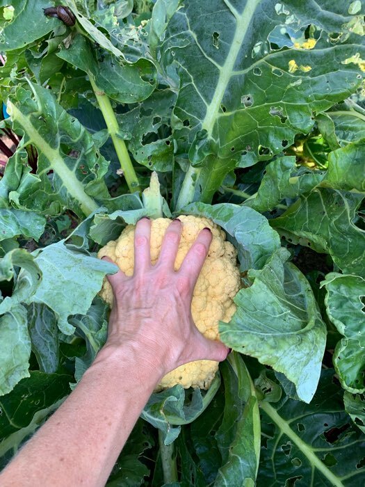 Фотография покупателя товара Семена Капуста цветная "Флейм Стар", 10 шт. - Фото 1