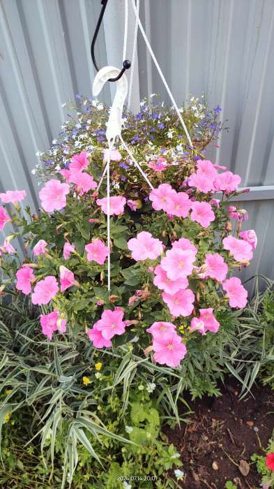 Фотография покупателя товара Семена цветов Петуния "Е3 Изи Вейв Пинк Космо F1", 5 шт - Фото 10