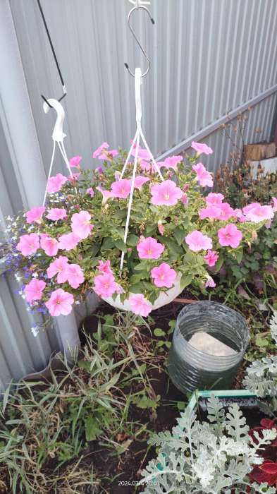 Фотография покупателя товара Семена цветов Петуния "Е3 Изи Вейв Пинк Космо F1", 5 шт - Фото 11