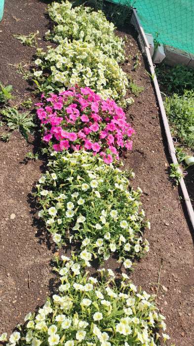 Фотография покупателя товара Семена цветов Петуния "Е3 Изи Вейв Пинк Космо F1", 5 шт - Фото 12