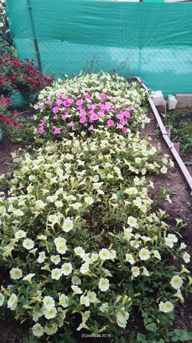 Фотография покупателя товара Семена цветов Петуния "Е3 Изи Вейв Пинк Космо F1", 5 шт - Фото 9