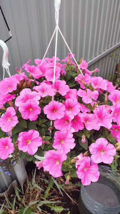 Фотография покупателя товара Семена цветов Петуния "Е3 Изи Вейв Пинк Космо F1", 5 шт - Фото 8