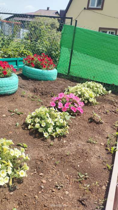 Фотография покупателя товара Семена цветов Петуния "Е3 Изи Вейв Пинк Космо F1", 5 шт - Фото 7