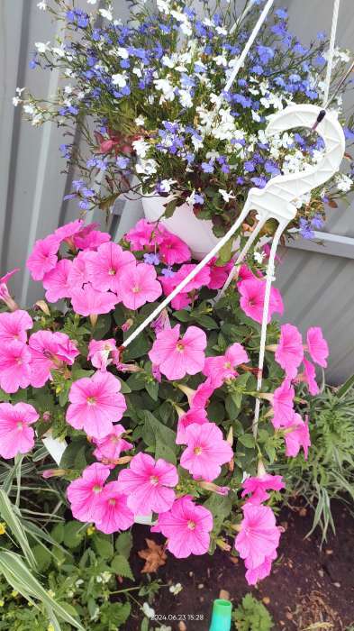 Фотография покупателя товара Семена цветов Петуния "Е3 Изи Вейв Пинк Космо F1", 5 шт - Фото 13