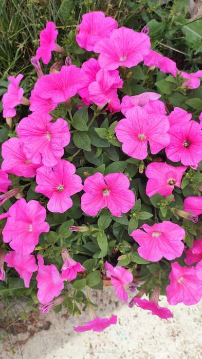 Фотография покупателя товара Семена цветов Петуния "Е3 Изи Вейв Пинк Космо F1", 5 шт - Фото 6