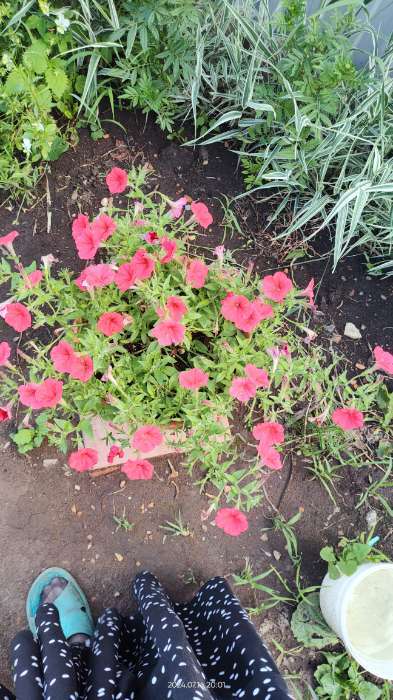 Фотография покупателя товара Семена цветов Петуния "Шок Вэйв Ред F1", 5 шт - Фото 1