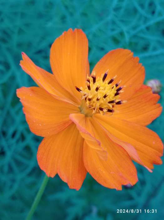 Фотография покупателя товара Семена цветов Космея «Оранж», махровая, 0.3 г, «Гавриш» - Фото 2