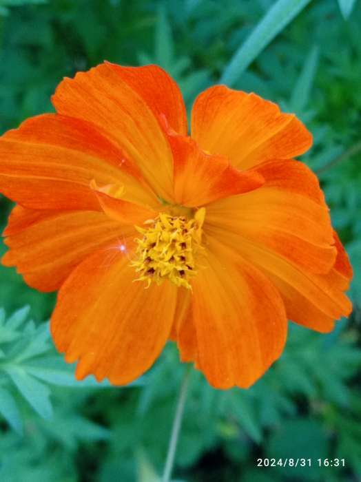 Фотография покупателя товара Семена цветов Космея «Оранж», махровая, 0.3 г, «Гавриш» - Фото 1