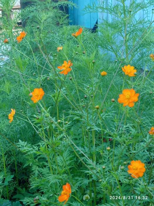 Фотография покупателя товара Семена цветов Космея «Оранж», махровая, 0.3 г, «Гавриш» - Фото 3