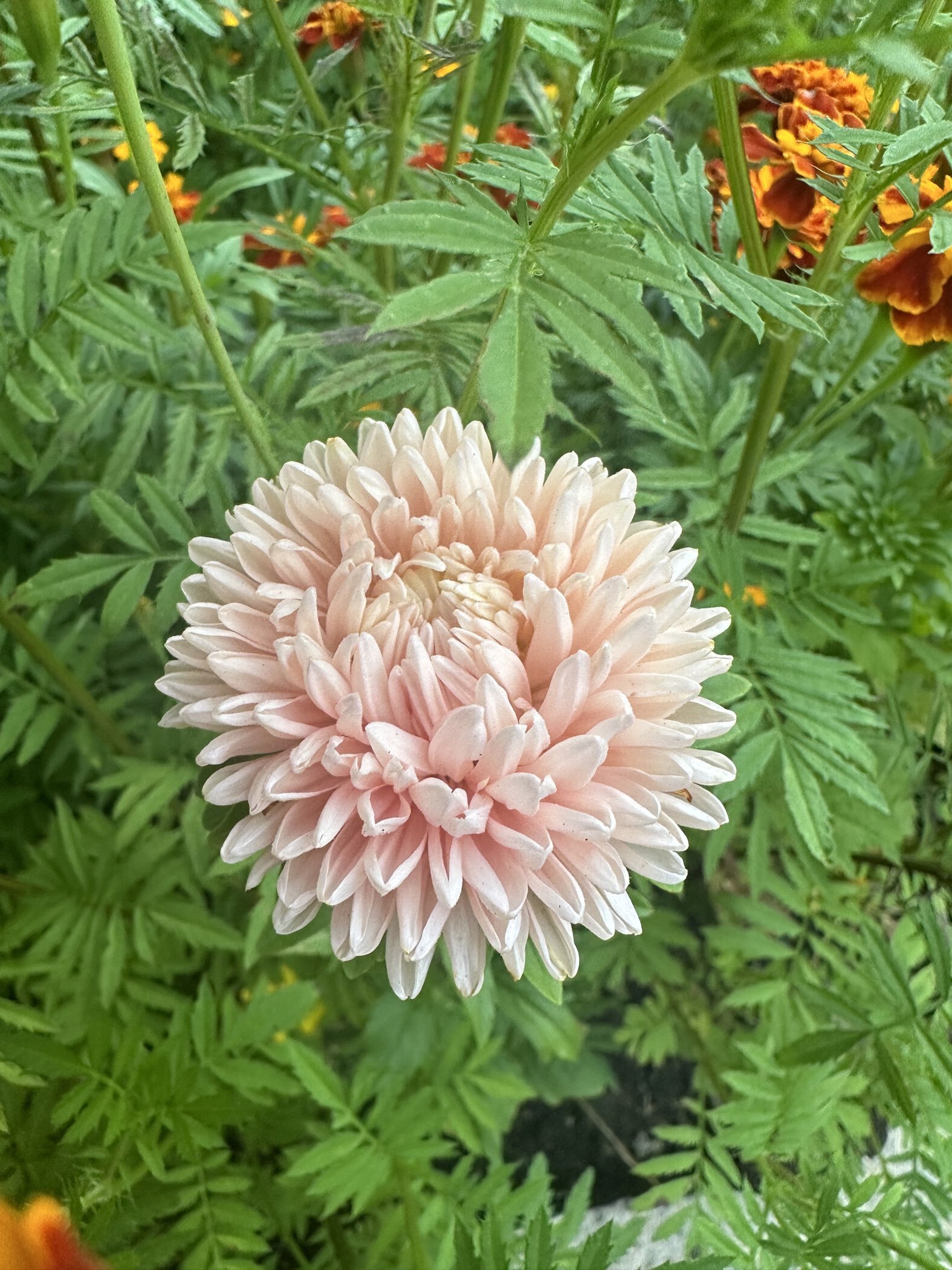 Фотография покупателя товара Семена цветов Астра "Леди Корал бежевая", ц/п,  однолетняя, серия Эксклюзив,  0,05 г - Фото 17