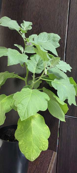 Фотография покупателя товара Семена Баклажан «Медальон», 5 шт., «Четыре лета» - Фото 7