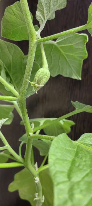 Фотография покупателя товара Семена Баклажан «Медальон», 5 шт., «Четыре лета» - Фото 6