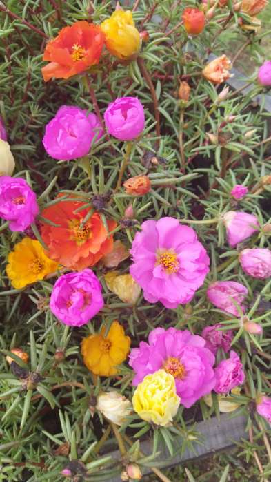 Фотография покупателя товара Семена цветов Портулак Крупноцветковый махровая смесь 0,05 г - Фото 1